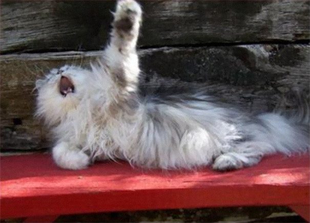 Коты - натуральные актёры Коты - натуральные актёры