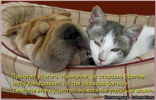 Самые уморительные котоматрицы) Самые уморительные котоматрицы)