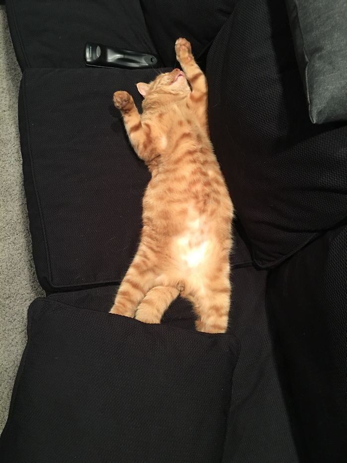 Коты сами нашли себе хозяев