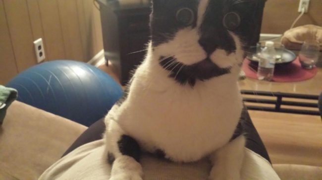 Как питомцы ждут появления малышей