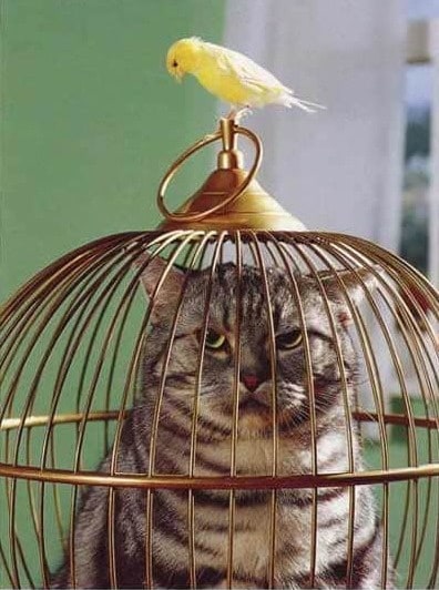 невезучие коты на фото кот в клетке