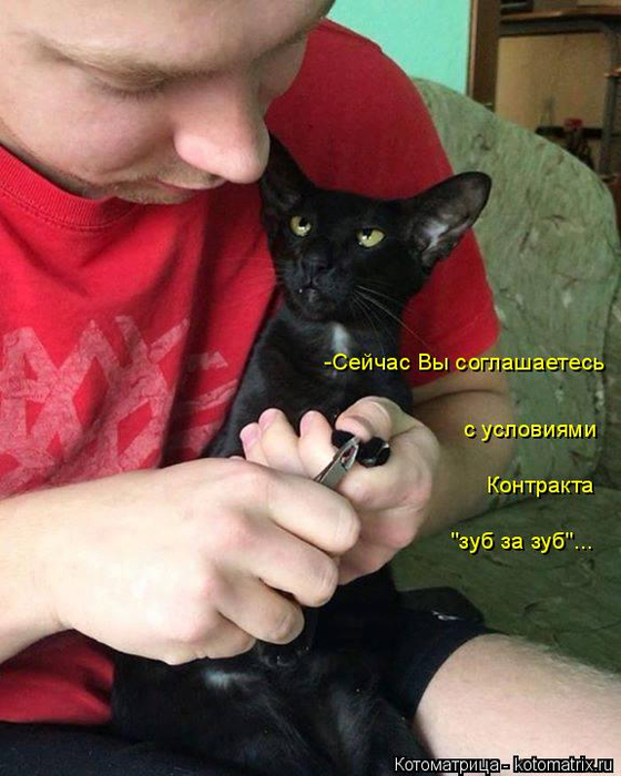 kotomatritsa_X (560x700, 346Kb)