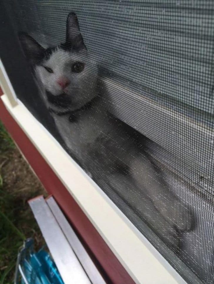 фотографии котов кот застрял
