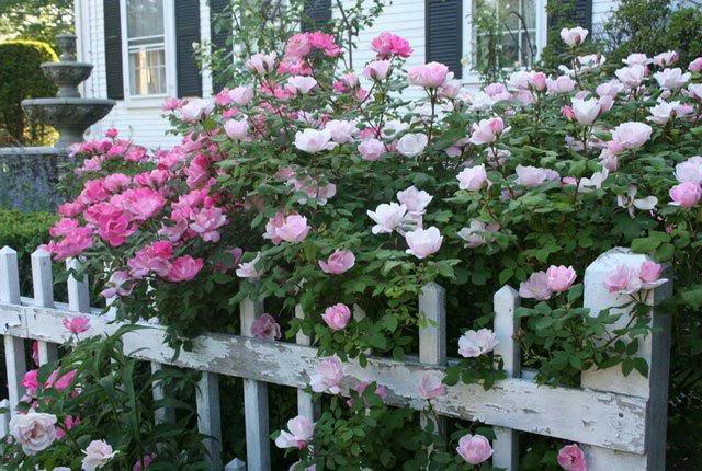 4497432_rosesingardenfence2 (640x430, 130Kb)