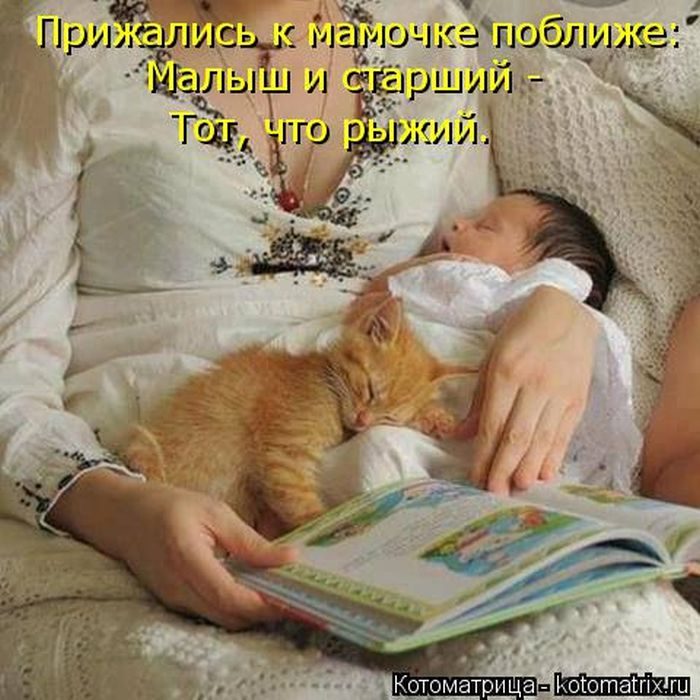 Самые весёлые котоматрицы)) Самые весёлые котоматрицы))