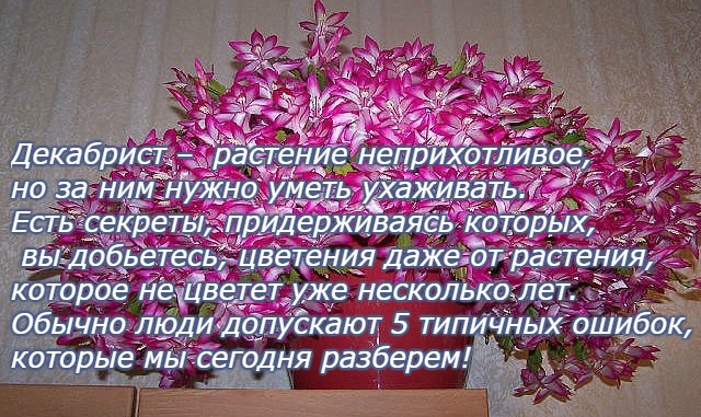 декбрист