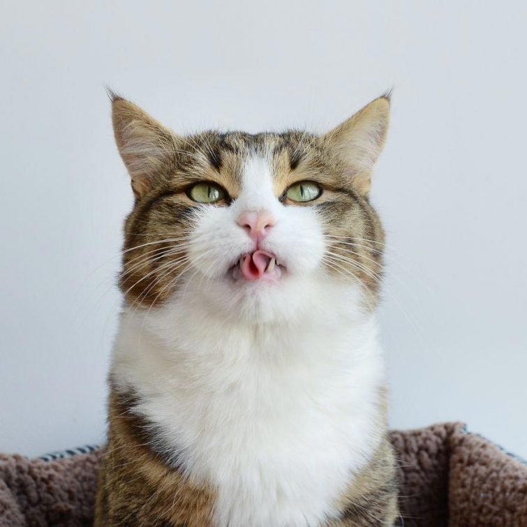 Кот, который умеет складывать язык как ни одна другая кошка