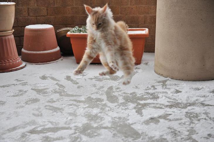 animals-first-time-seeing-snow-3
