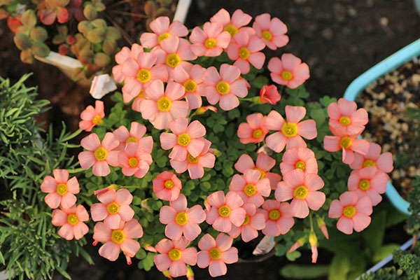 Oxalis obtusa сорта Comosa Pink Oxalis obtusa сорта Comosa Pink