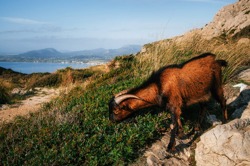 Горный козел жует свежую траву
