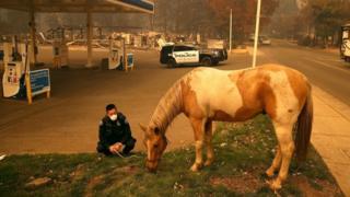 Офицер полиции выгуливает лошадь, которую нашли рядом с городом Парадайс