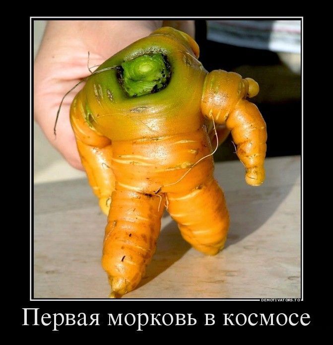 Первая морковь в космосе Первая морковь в космосе демотиватор, демотиваторы, жизненно, картинки, подборка, прикол, смех, юмор