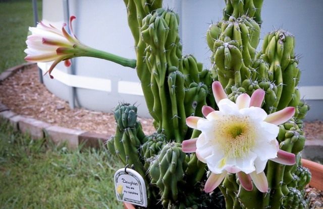 Цереус перуанский (Cereus peruvianus)