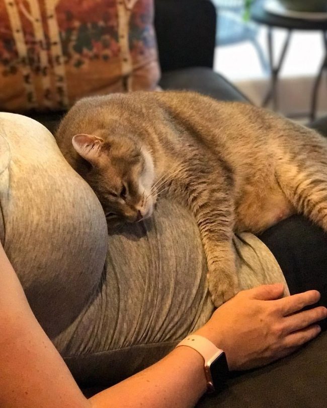 Как питомцы ждут появления малышей