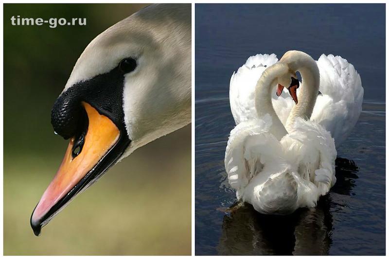 Самые крупные птицы мира Самые крупные птицы мира