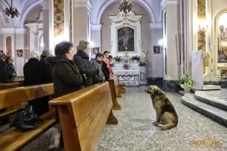 Удивительные истории о лучших друзьях человека