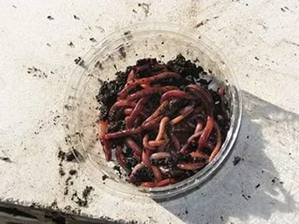 хранить можно в пластике. но только с дырочками