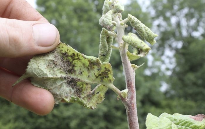 Оригинальное, но действенное средство против тли. /Фото: sb.agronomu.com Оригинальное, но действенное средство против тли. /Фото: sb.agronomu.com