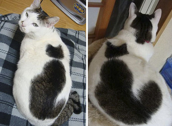 Комбо! Комбо! животные, забавно, коты, кошки, неожиданно, окрас, окрас кошек, фото