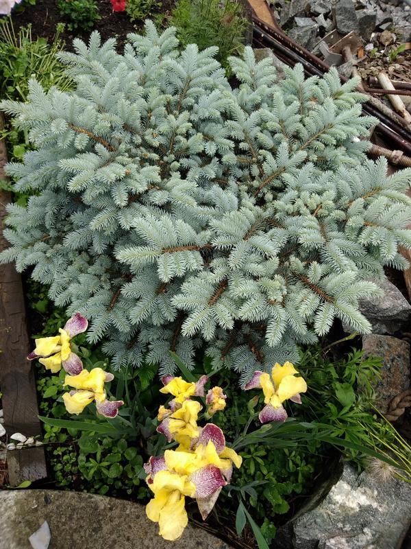 Glauca globosa — ель голубая шаровидная Glauca globosa — ель голубая шаровидная
