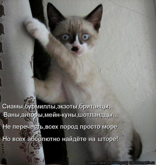 Самые уморительные котоматрицы) Самые уморительные котоматрицы)