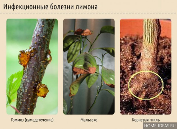 Лимонное дерево: уход в домашних условиях, как вырастить лимон из косточки в домашних условиях Лимонное дерево: уход в домашних условиях, как вырастить лимон из косточки в домашних условиях