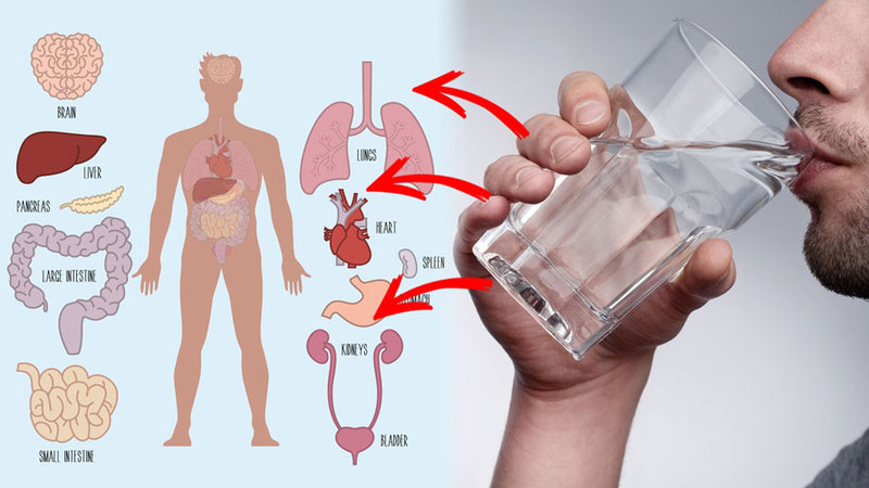 Почему лучше пить воду тёплой