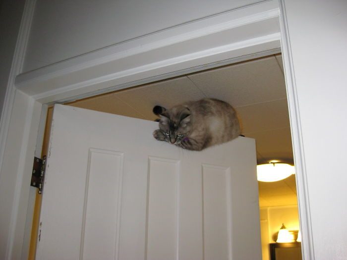Котопост