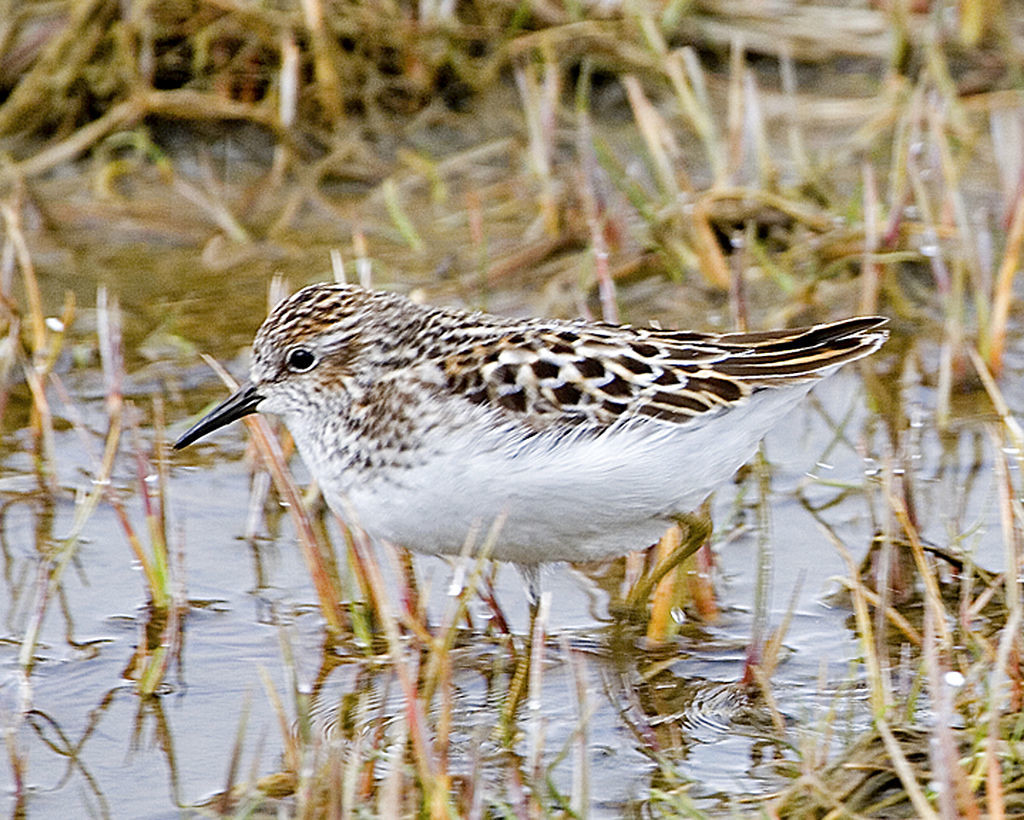 Крошечный песочник Calidris minutilla