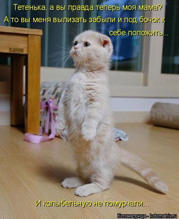Лучшие котоматрицы, которые зарядят вас позитивом) Лучшие котоматрицы, которые зарядят вас позитивом)