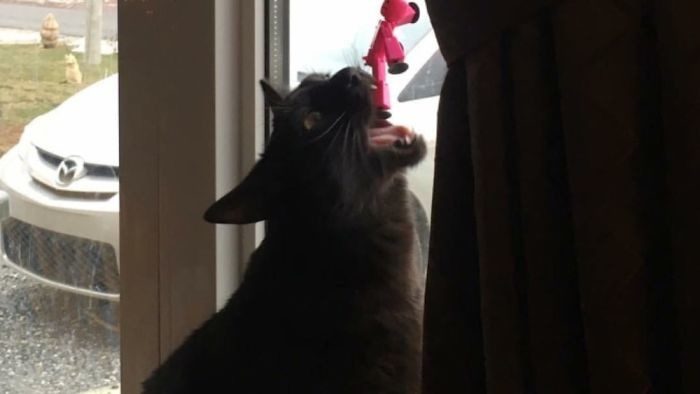 Котопост
