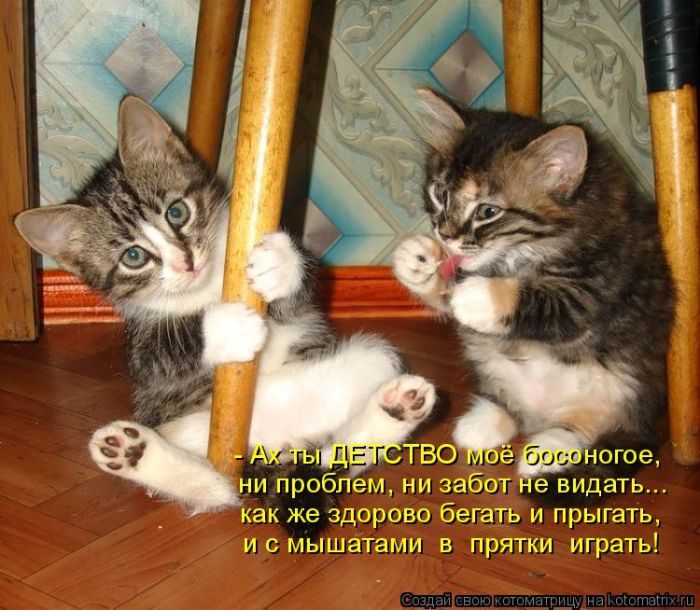 Самые весёлые котоматрицы)) Самые весёлые котоматрицы))