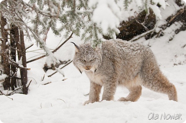 Канадская рысь (лат. Lynx canadensis)