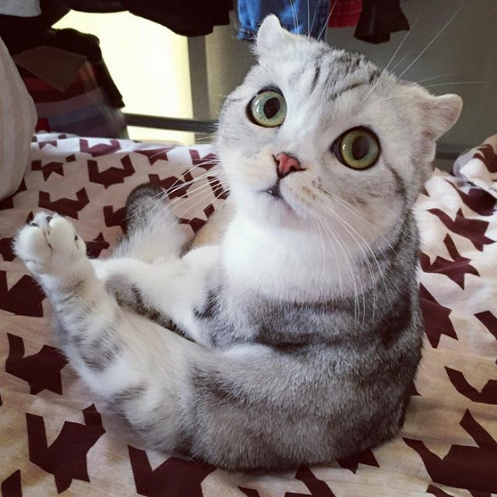 кошка Хана, Hana cat