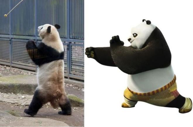 В Японии найдена панда, освоившая приемы кунг-фу (3 фото)