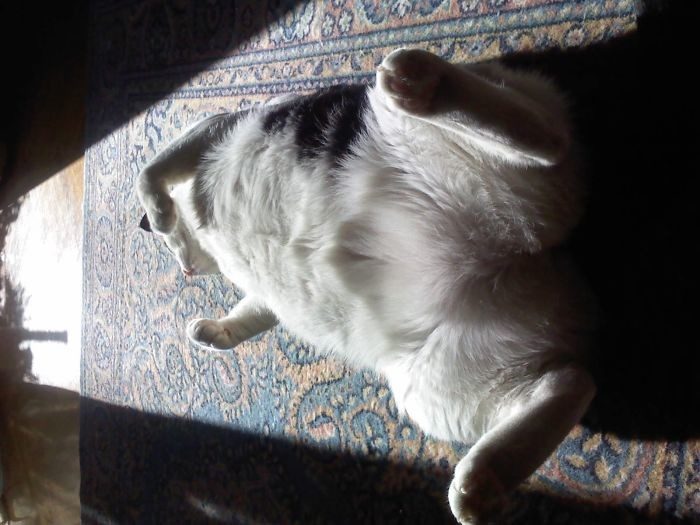 Котопост