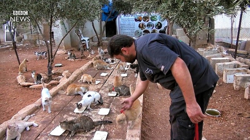 «Человек-кот из Алеппо» остался в разрушенном войной городе, чтобы ухаживать за домашними питомцами добро, животные, люди