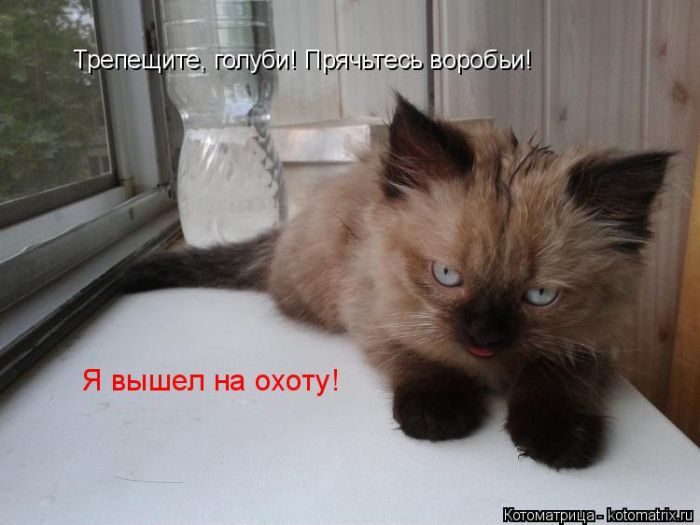 Самые весёлые котоматрицы)) Самые весёлые котоматрицы))
