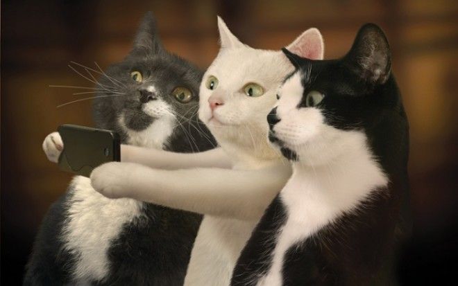 Котоселфи (12 фото) Котоселфи (12 фото)