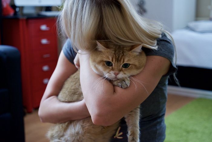 Hosico Cat