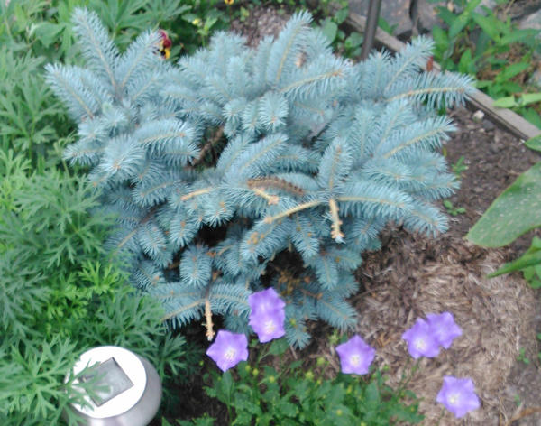 Glauca globosa — ель голубая шаровидная Glauca globosa — ель голубая шаровидная