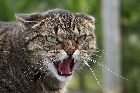 Злые русские кошки Злые русские кошки