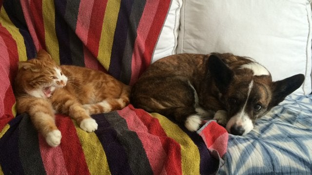 коты на фото кот и собака