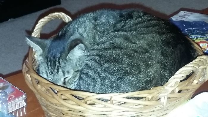 Корзиночник Корзиночник вездесущесть, влезть без мыла, животные, котята, кошачьи места, кошки, смешно, фото