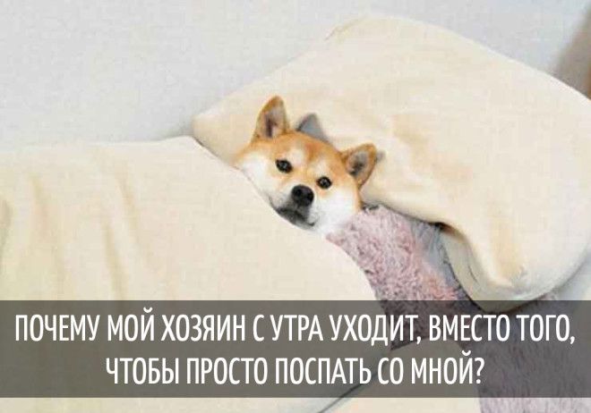 15 забавных мыслей, которые наверняка посещали каждую собаку 15 забавных мыслей, которые наверняка посещали каждую собаку