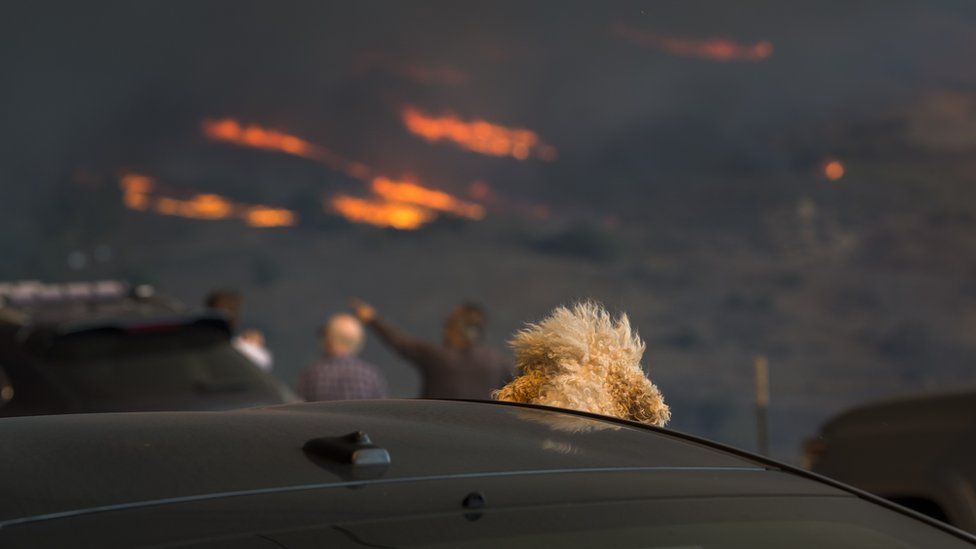 Собака смотрит из окна машины на пожар