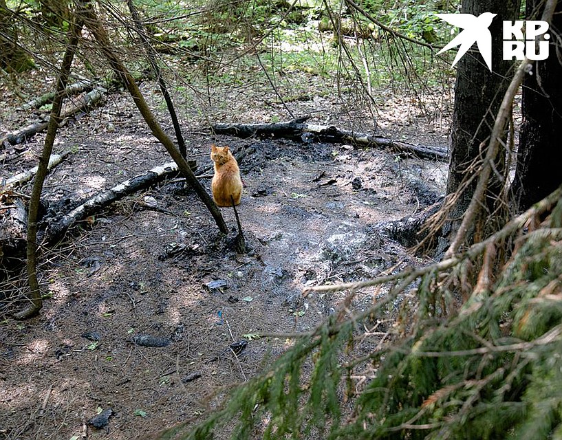 Как двум беженкам из Луганска год удается выживать в подмосковном лесу