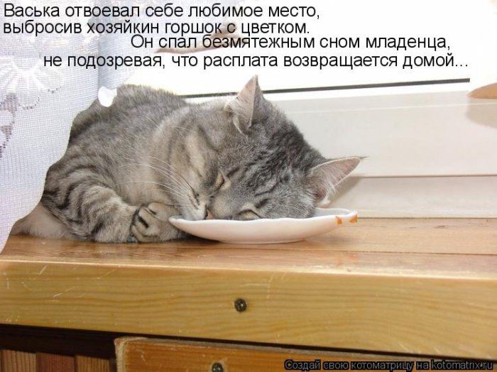 Котоматрицы :)