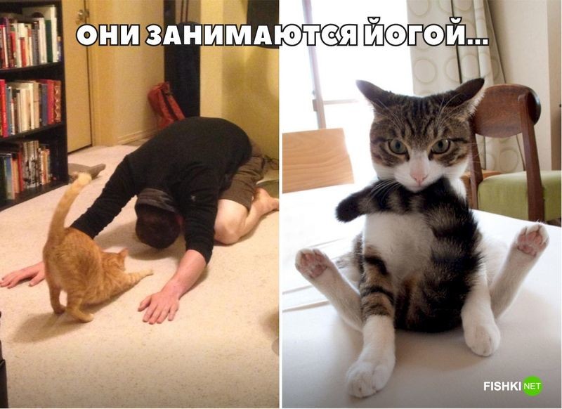 20 фотографий, доказывающих, что кошки медленно превращаются в людей 20 фотографий, доказывающих, что кошки медленно превращаются в людей кот, юмор