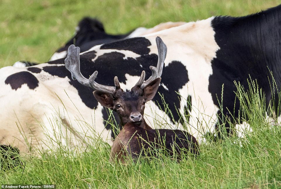 Свой среди чужих: оленя в Англии «усыновило» стадо коров